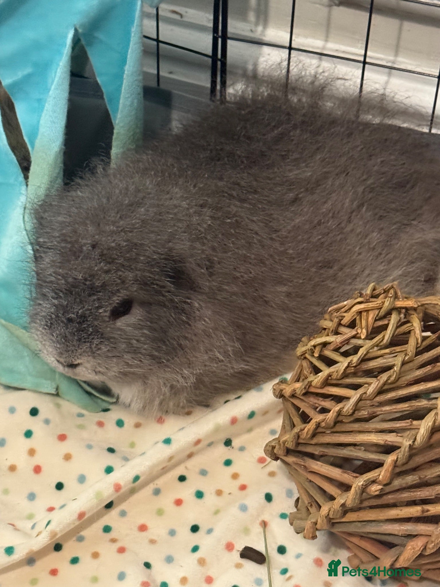 Guinea Pig rodents 2 bonded male guinea pigs  - Advert 21