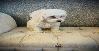 Cockapoo dogs - Advert 15