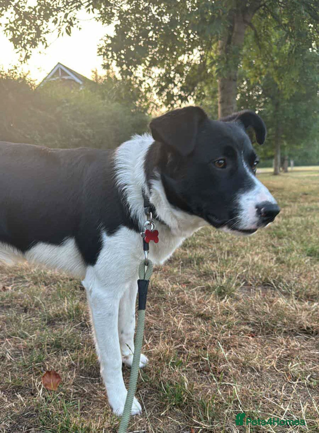 Mixed Breed dogs for adoption: SNOOPY - like a young Border Collie - Image 7