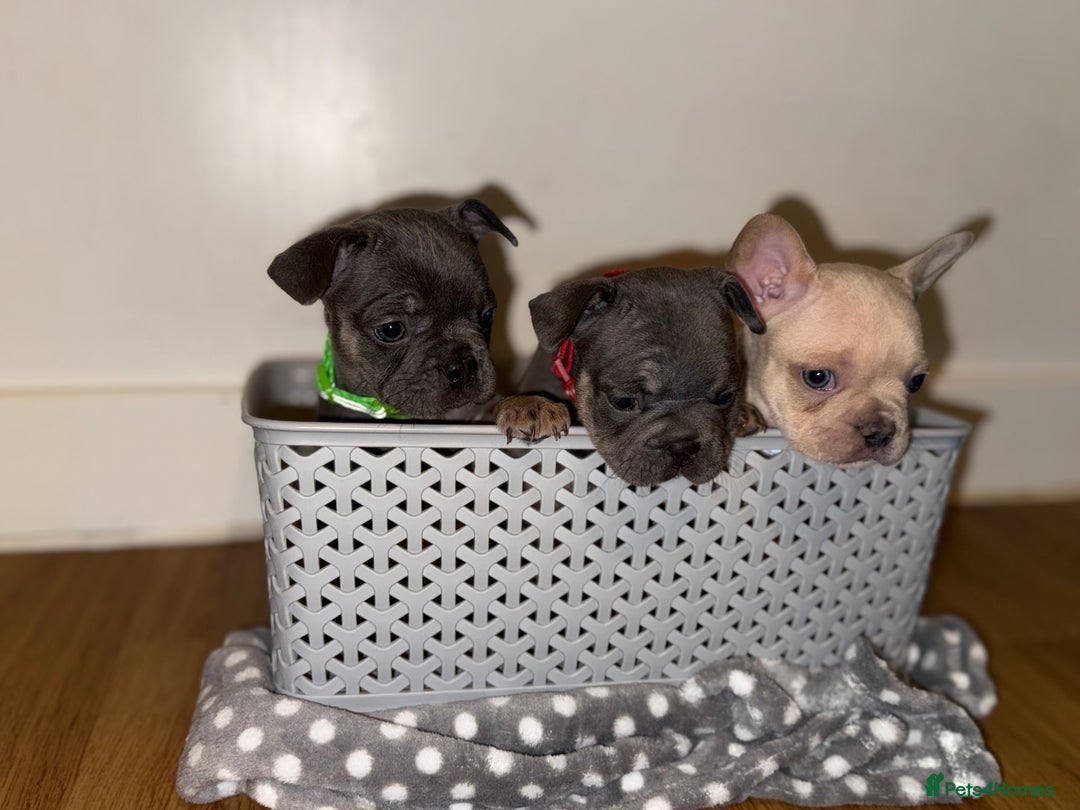 French Bulldog dogs for sale: BLUE & CREAM/TAN Isabella/pink carrying. - Image 4