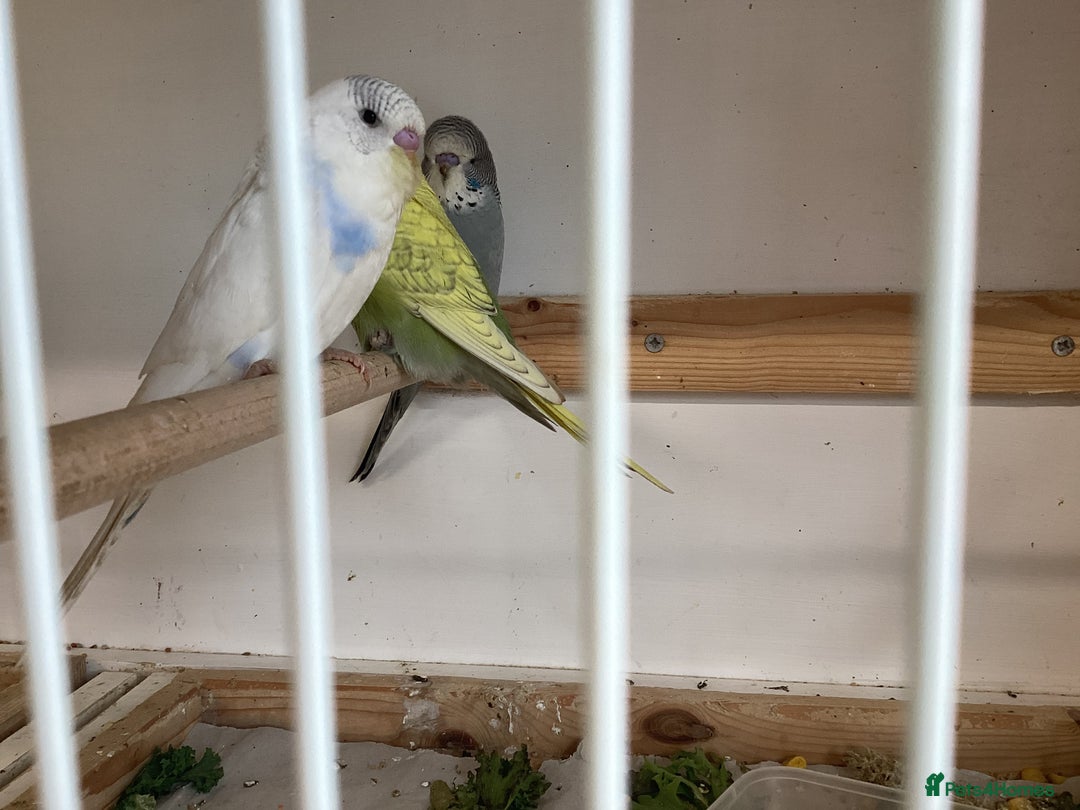 Budgerigars birds for sale: New baby budgies  - Advert 2