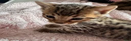 Bengal cats for sale: All bengals reserved - savannah babies available  - Advert 16