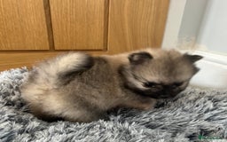 Pomeranian dogs for sale: Tiny Pomeranian puppies  - Image 7