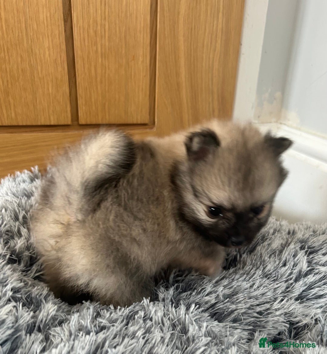 Pomeranian dogs for sale: Tiny Pomeranian puppies  - Image 7