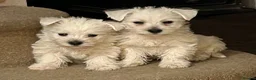West Highland Terrier dogs for sale: Beautiful West Highland Pups - Advert 3