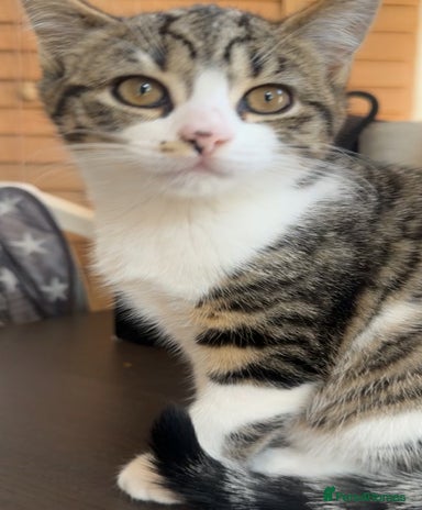 Free Kittens for sale | Pets4Homes