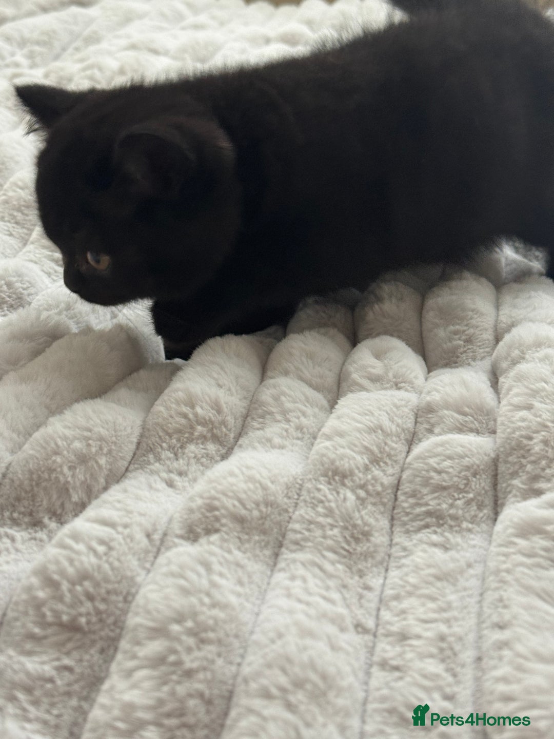 British Shorthair cats for sale: British shorthair male and female  - Image 3