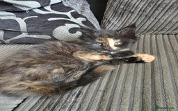 Maine Coon cats for sale: LAST ONE. Female mainecoon - Image 5