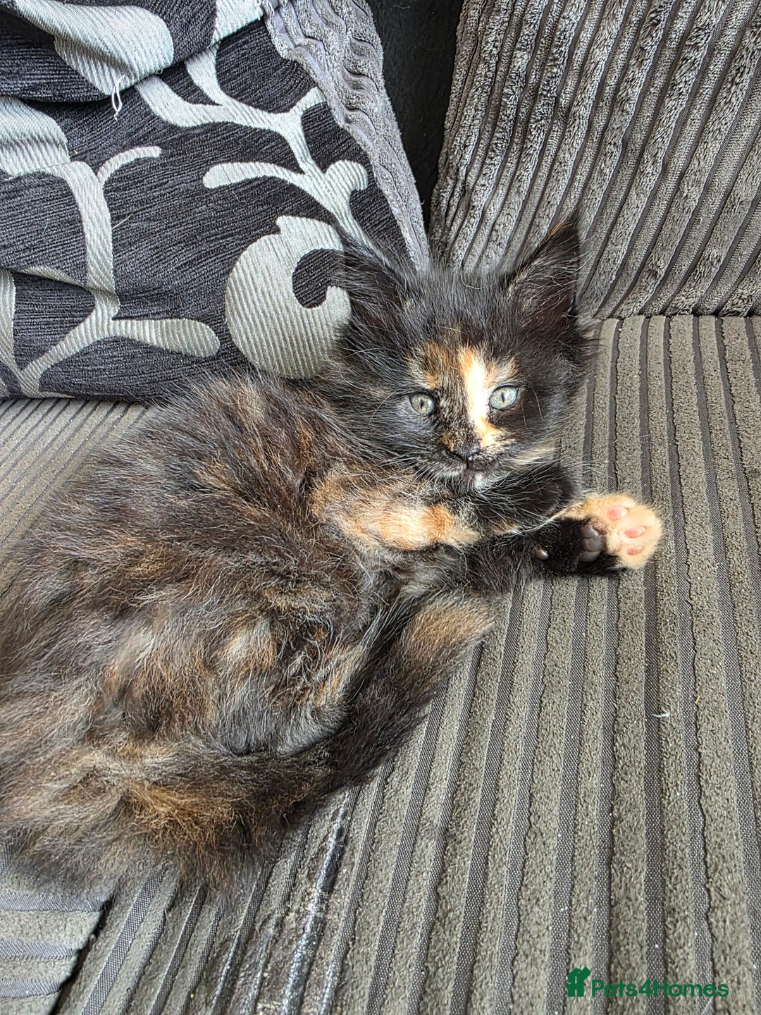 Maine Coon cats for sale: LAST ONE. Female mainecoon - Image 5