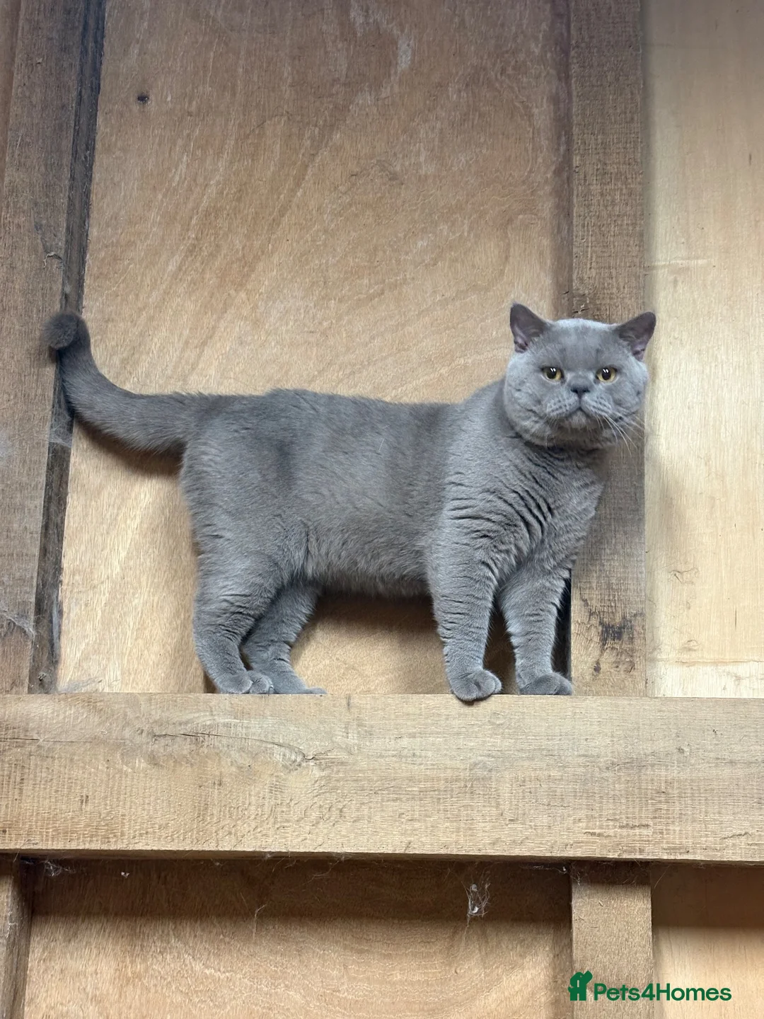 British Shorthair cats for sale: Lilac stud cat  - Advert 2