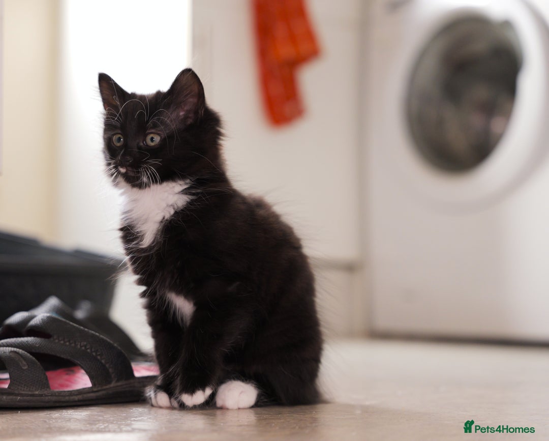 Turkish Angora cats for sale: Playful, Socialised Kittens Seeking Loving Home - Advert 19