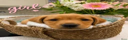 Labrador Retriever dogs for sale: Beautiful KC registered Labrador puppies  in Blandford Forum - Advert 3