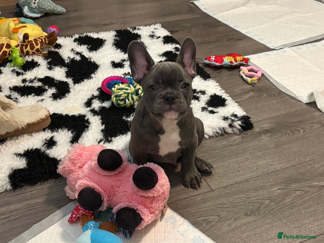French Bulldog dogs for sale: 10 week old bat pigs ready for there new homes - Image 9