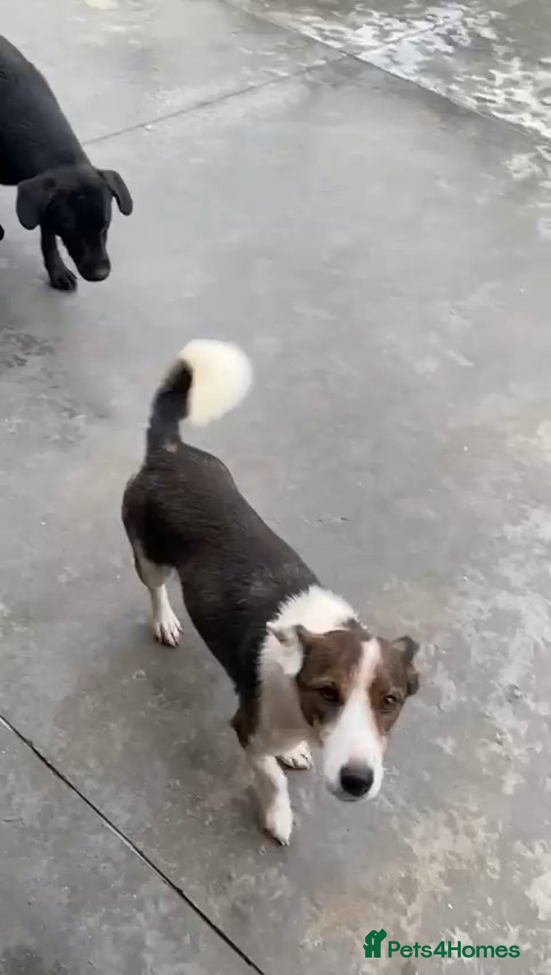 Mixed Breed dogs for adoption: Dorrie, 5 years approx. Available for adoption. - Advert 3