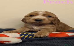 Cocker Spaniel dogs for sale: Show cockers - Image 29