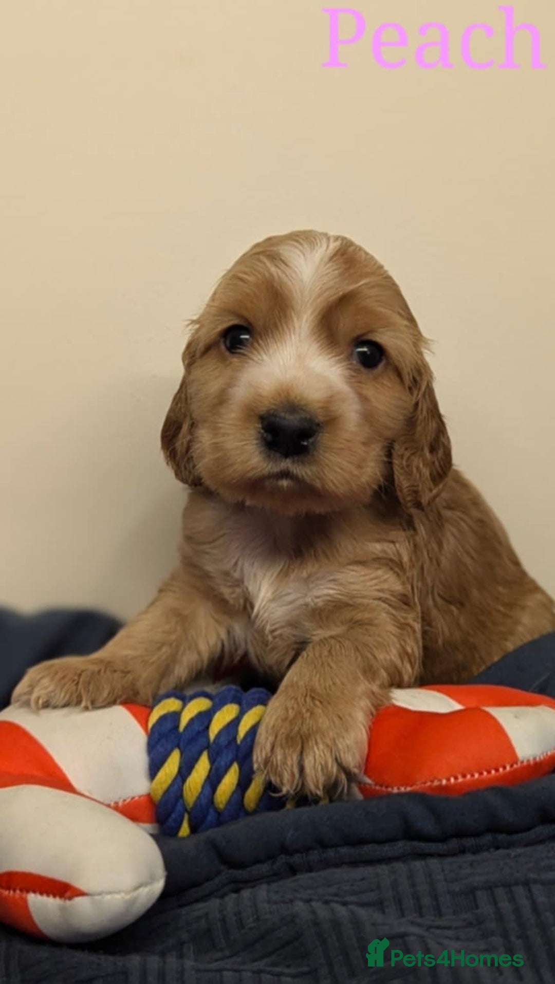 Cocker Spaniel dogs for sale: Show cockers - Image 29
