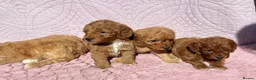 Cockapoo dogs for sale: Beautiful health clear Cockapoo's in Staines - Advert 2