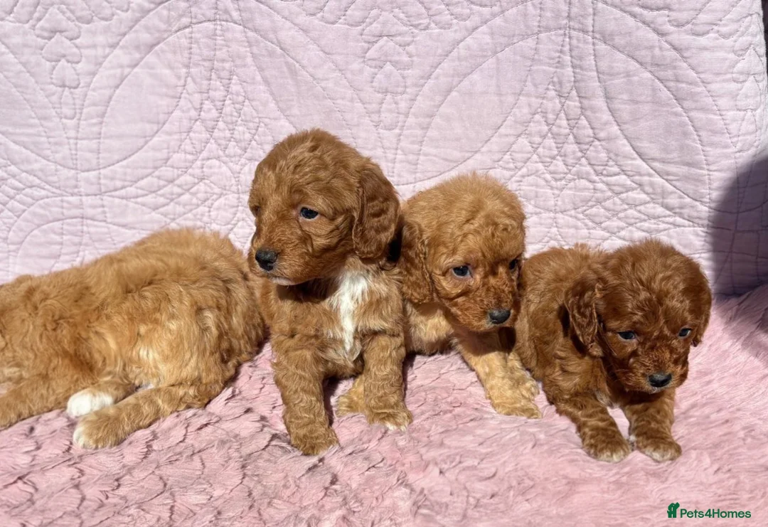 Cockapoo dogs for sale: Beautiful health clear Cockapoo's in Staines - Advert 2
