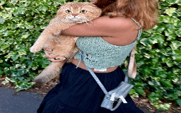 Scottish Fold cats for sale: Beautiful Scottish Fold Cat Looking 4 Loving Home - Image 2