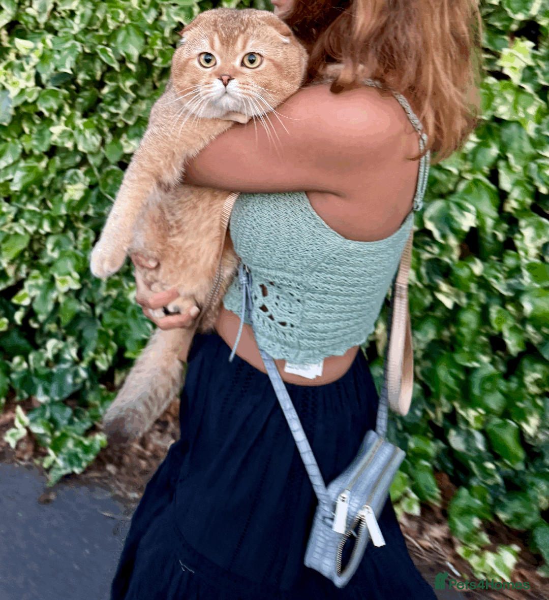 Scottish Fold cats for sale: Beautiful Scottish Fold Cat Looking 4 Loving Home - Image 2