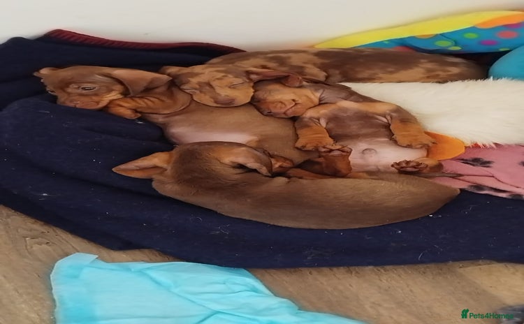 Dachshund dogs Last 3 dashounds looking for a 5🌟 homes - Advert 13