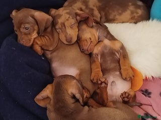Dachshund dogs Last 3 dashounds looking for a 5🌟 homes - Advert 7