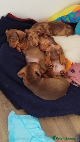 Dachshund dogs Last 3 dashounds looking for a 5🌟 homes - Advert 13