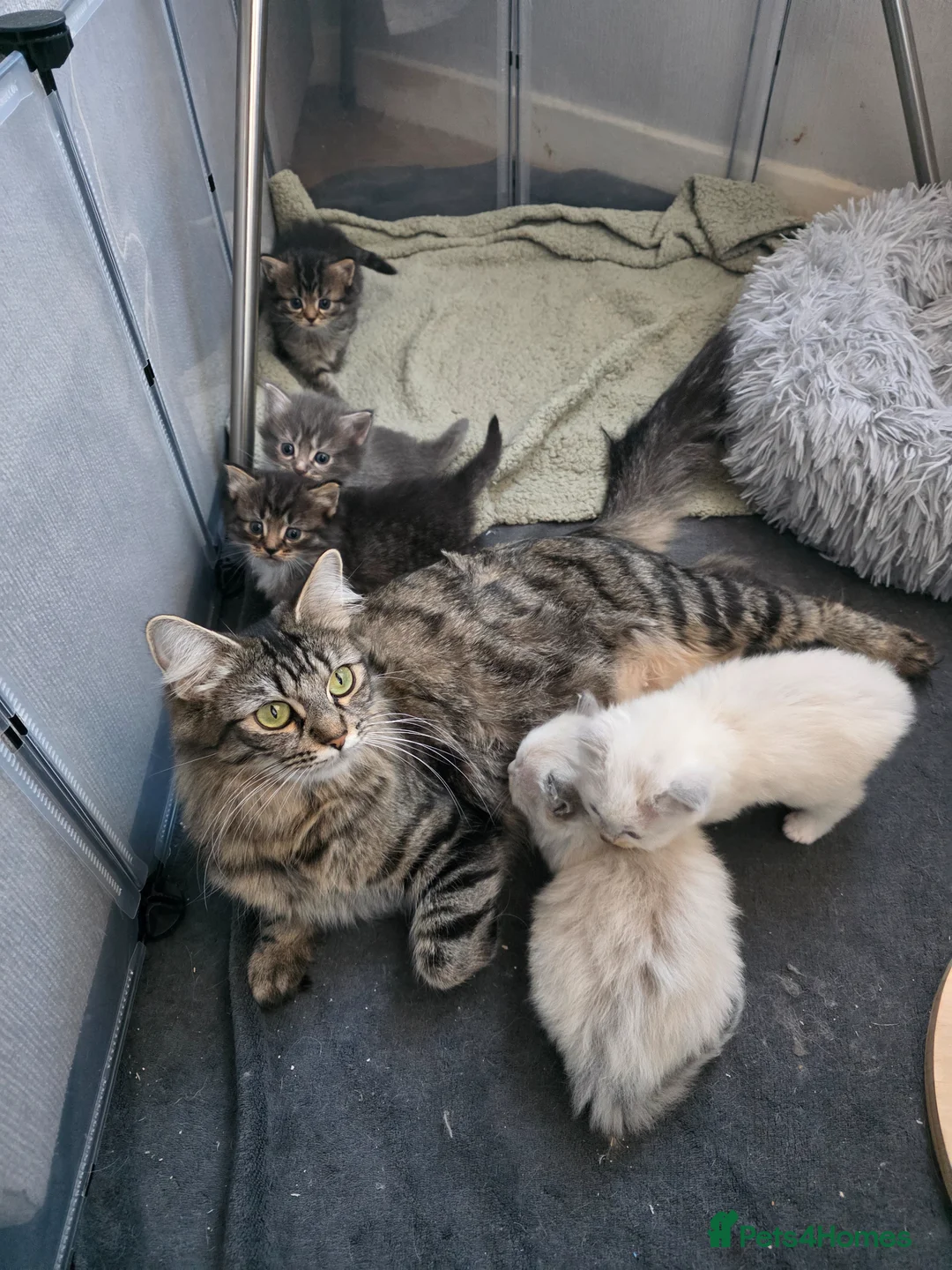 Ragdoll cats for sale: Beautiful Ragdoll X Kittens in Glasgow - Advert 16