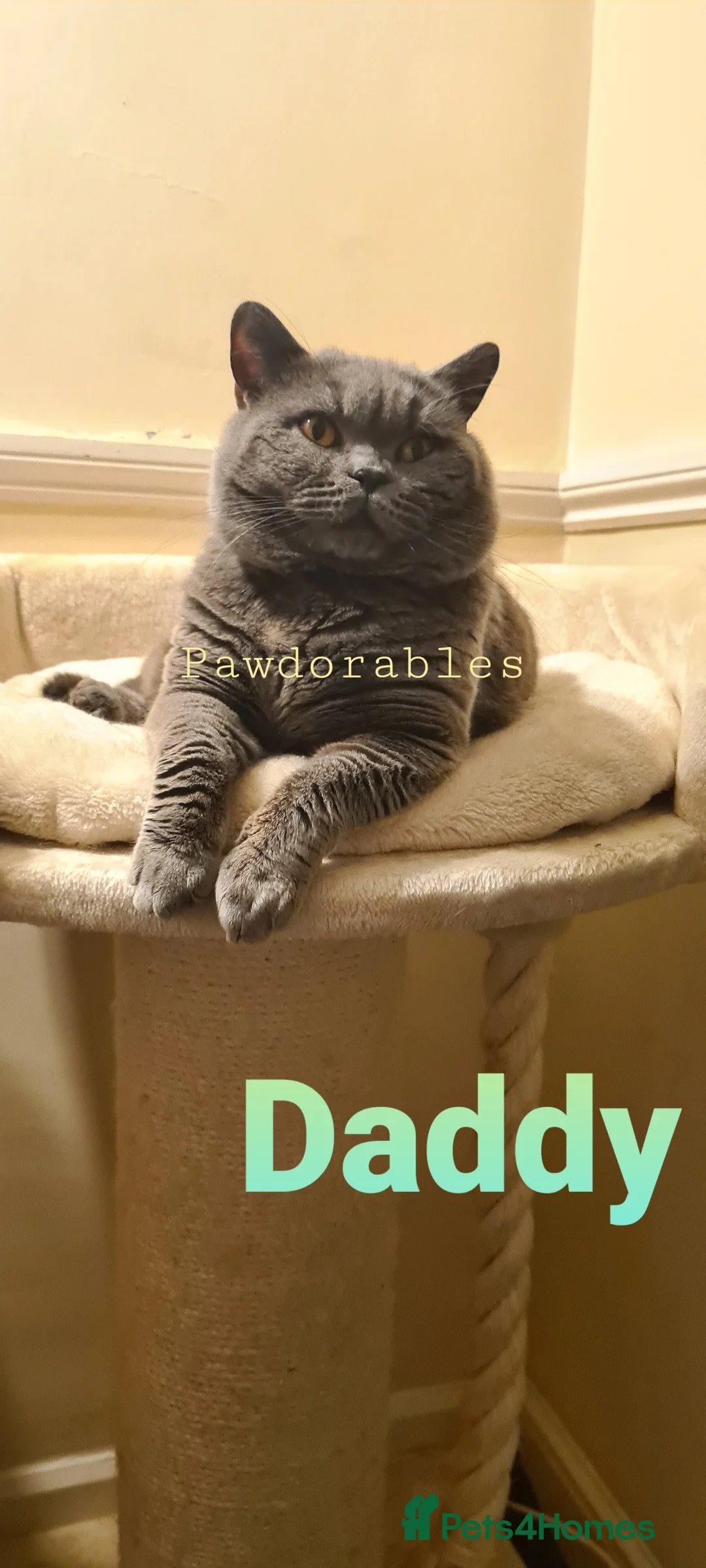 British Shorthair cats for sale: British shorthair blue kittens  - Advert 20