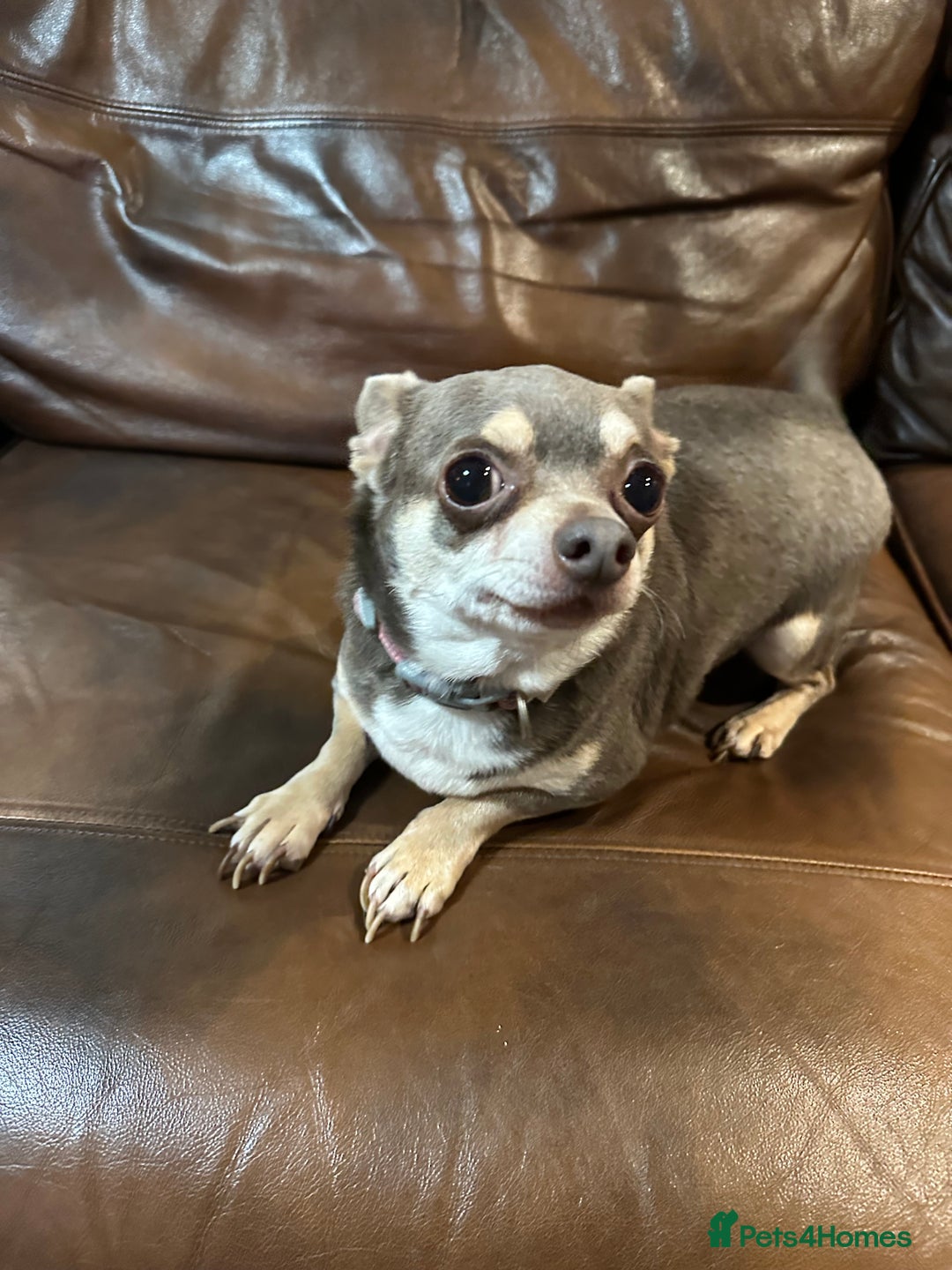 Chihuahua dogs for sale: 2 Lovely Little Boys - Advert 13