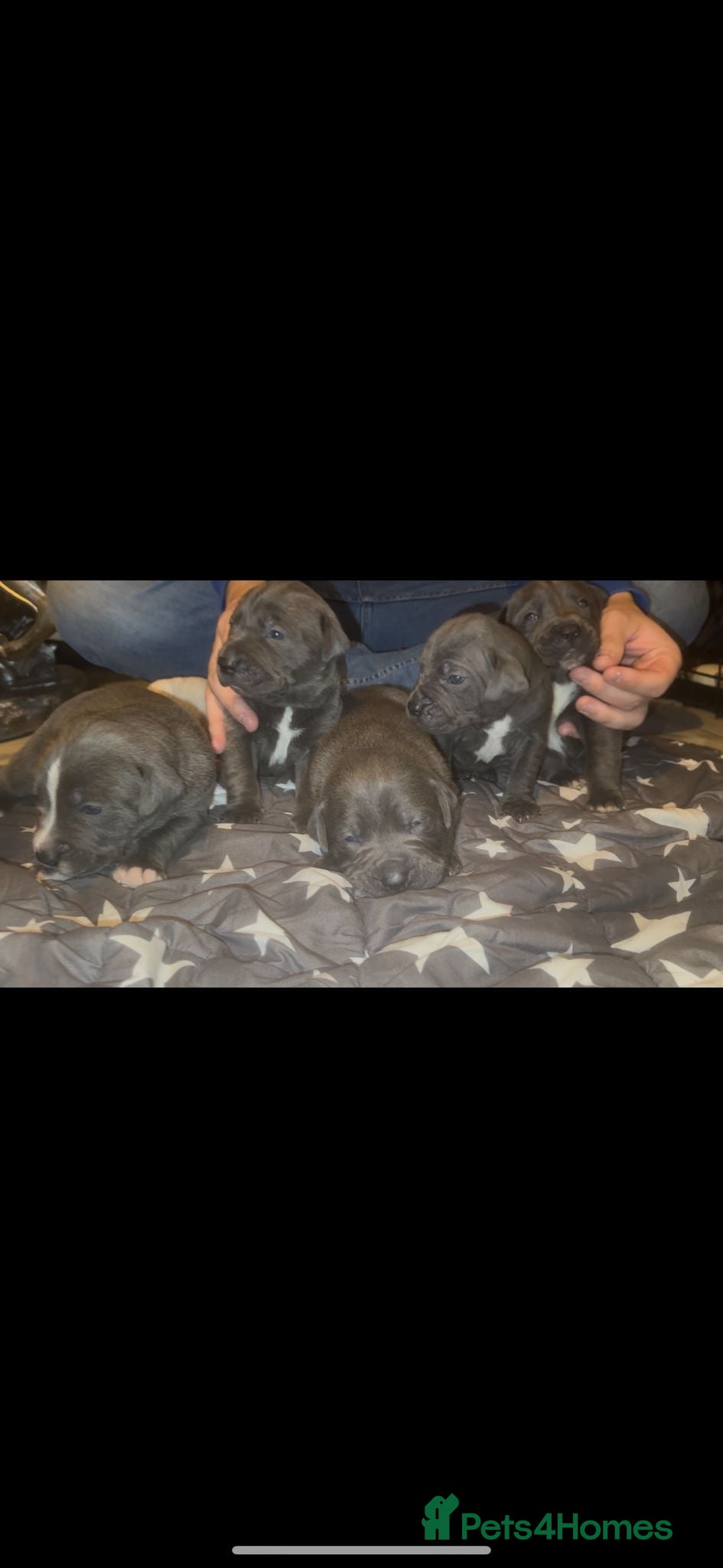Cane Corso dogs Outstanding cane corso pups 🐶  - Advert 6