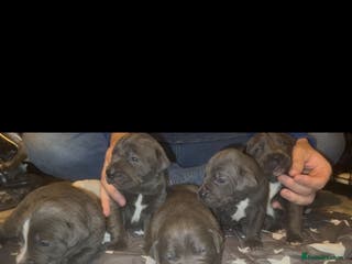Cane Corso dogs Outstanding cane corso pups 🐶 - Advert 17