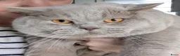 British Shorthair cats for stud: Outstanding champion lilac stud  - Advert 4