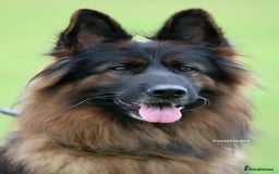 German Shepherd dogs for sale: TOP quality long coat puppies - Image 17
