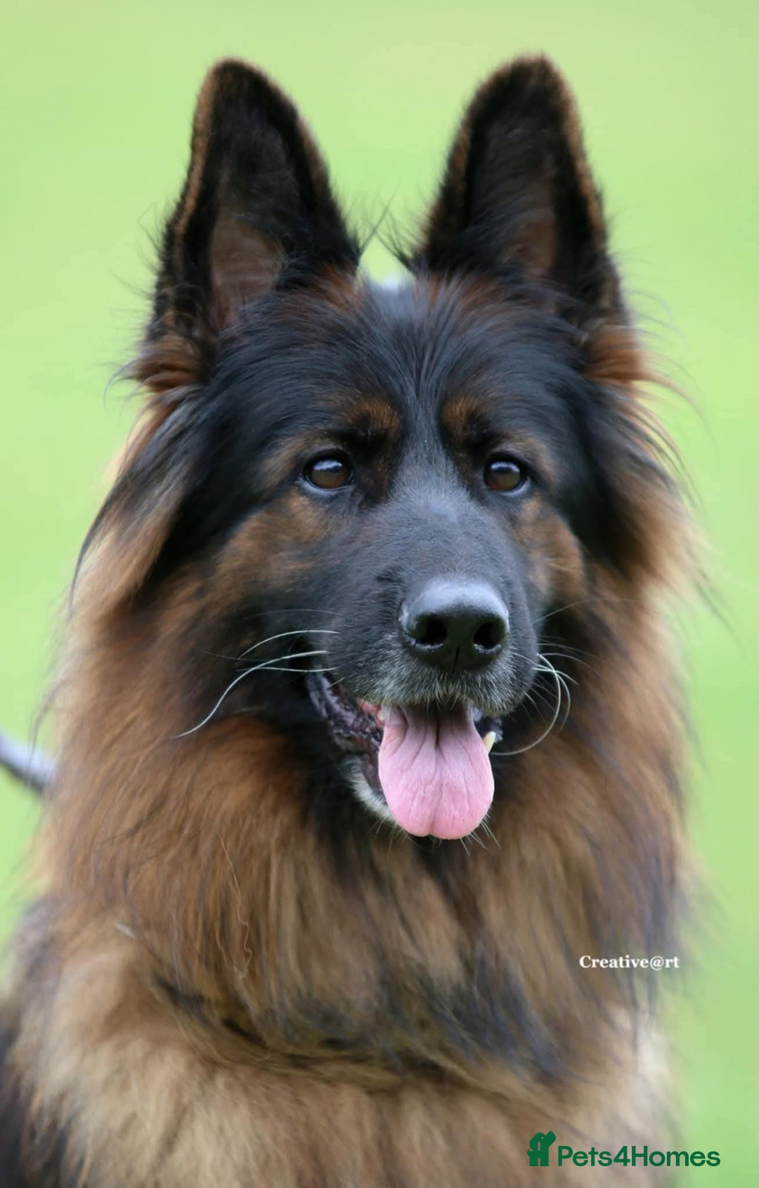 German Shepherd dogs for sale: TOP quality long coat puppies - Image 17
