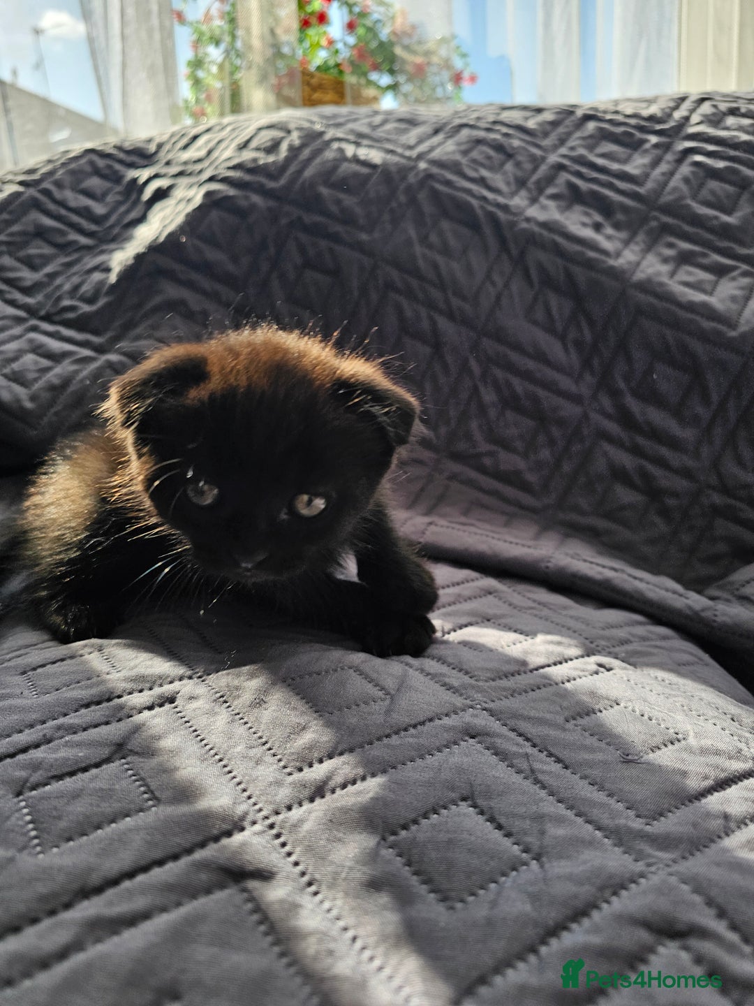 Mixed Breed cats for sale: Scottish Fold Kittens! Ready for loving home - Image 6