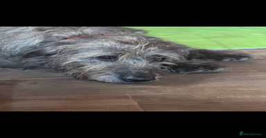 Mixed Breed dogs Ready now - F1 Irish Wolfadoodle - Advert 15