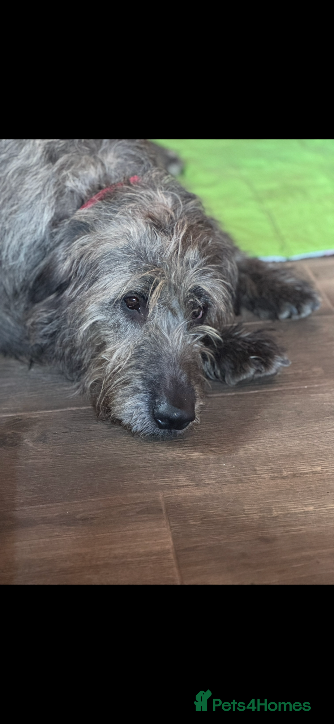 Mixed Breed dogs for sale: Ready now - F1 Irish Wolfadoodle - Advert 2