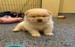 Mixed Breed dogs for sale: Genuine Chowski puppies  - Image 17