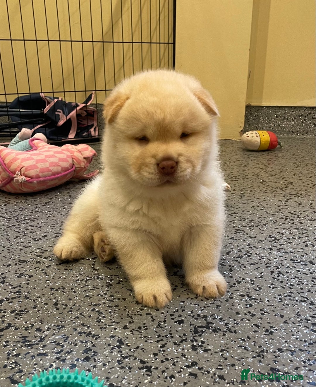 Mixed Breed dogs for sale: Genuine Chowski puppies  - Image 17