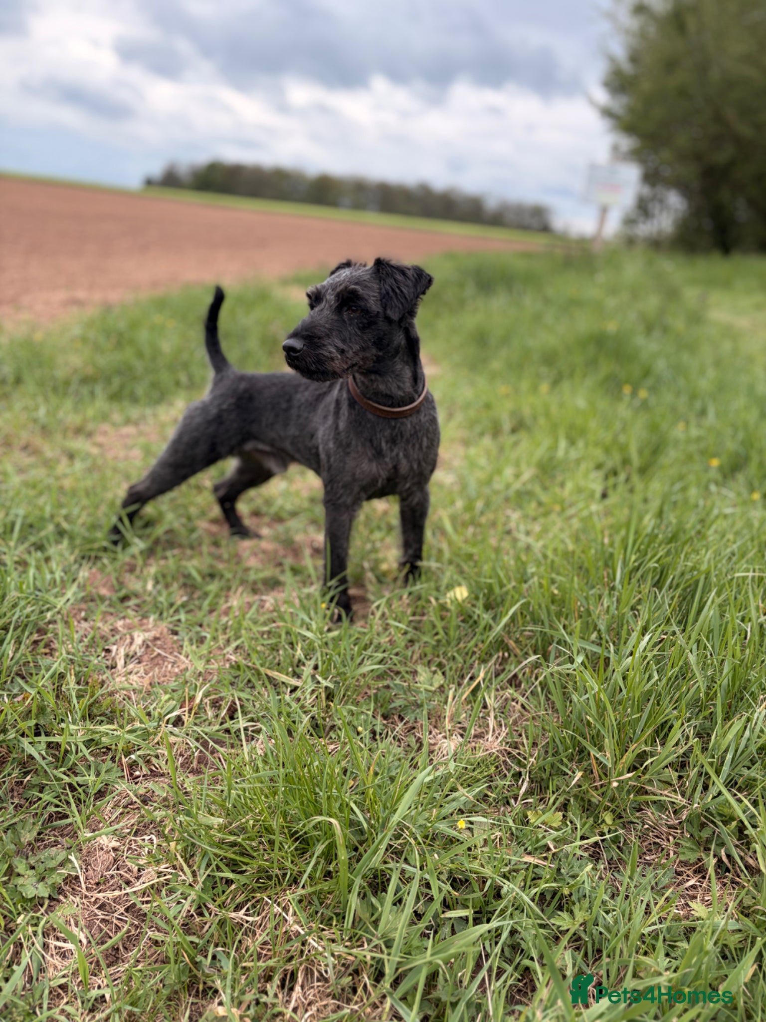 Patterdale Terrier dogs Stunning Proven Patterdale for Stud - Advert 5