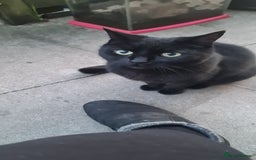 British Shorthair cats for sale: ****** - Image 1