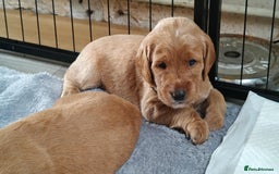 Mixed Breed dogs for sale: ✨Health Tested Australian Labradoodles ✨ - Image 14