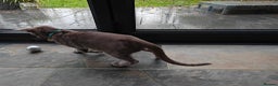 Oriental cats for sale: Handsome Loving Oriental Shorthair Boy Lilac-Grey - Advert 6