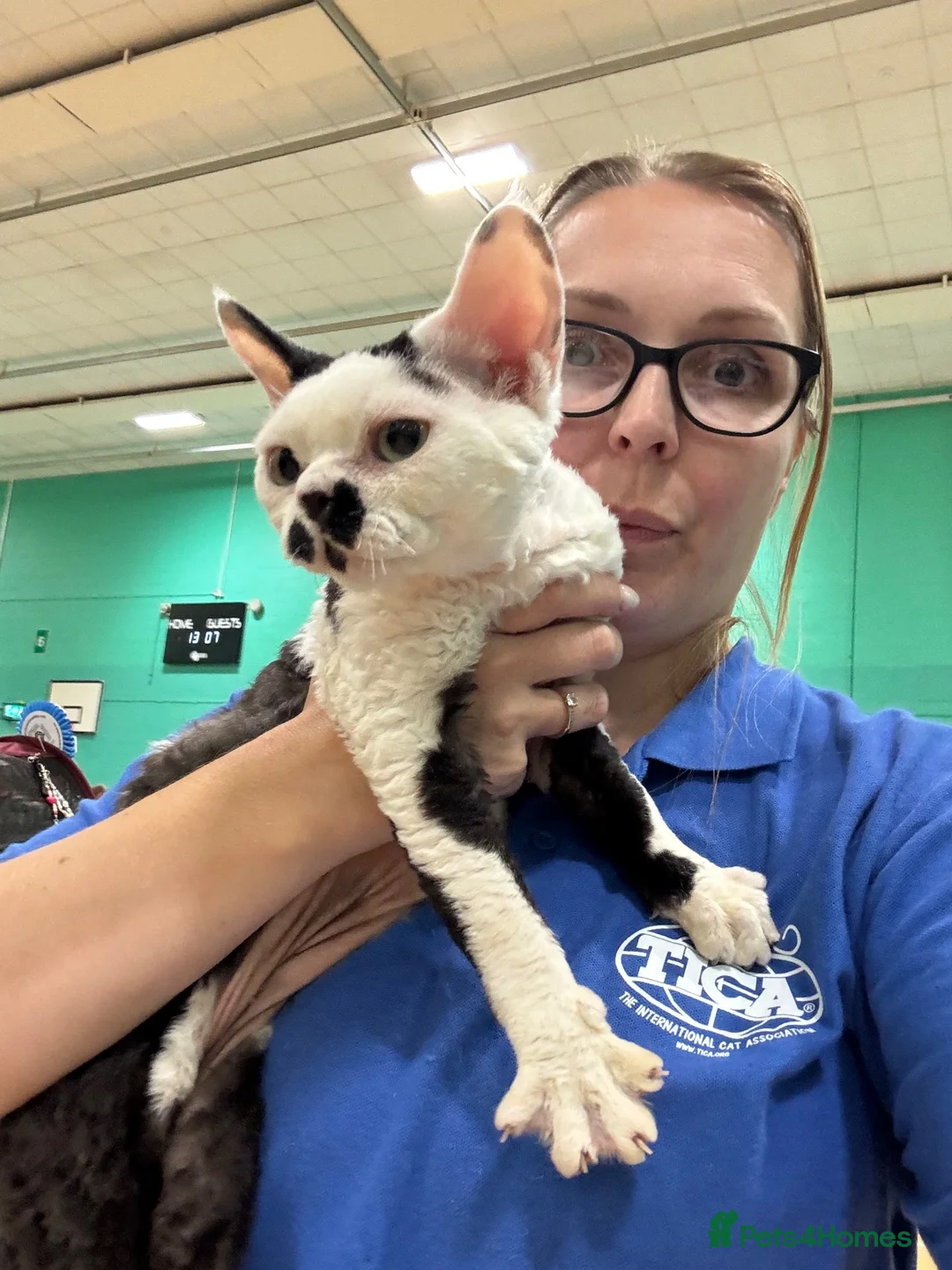 Devon Rex cats for sale: 2026 Devon Rex litters  - Advert 2