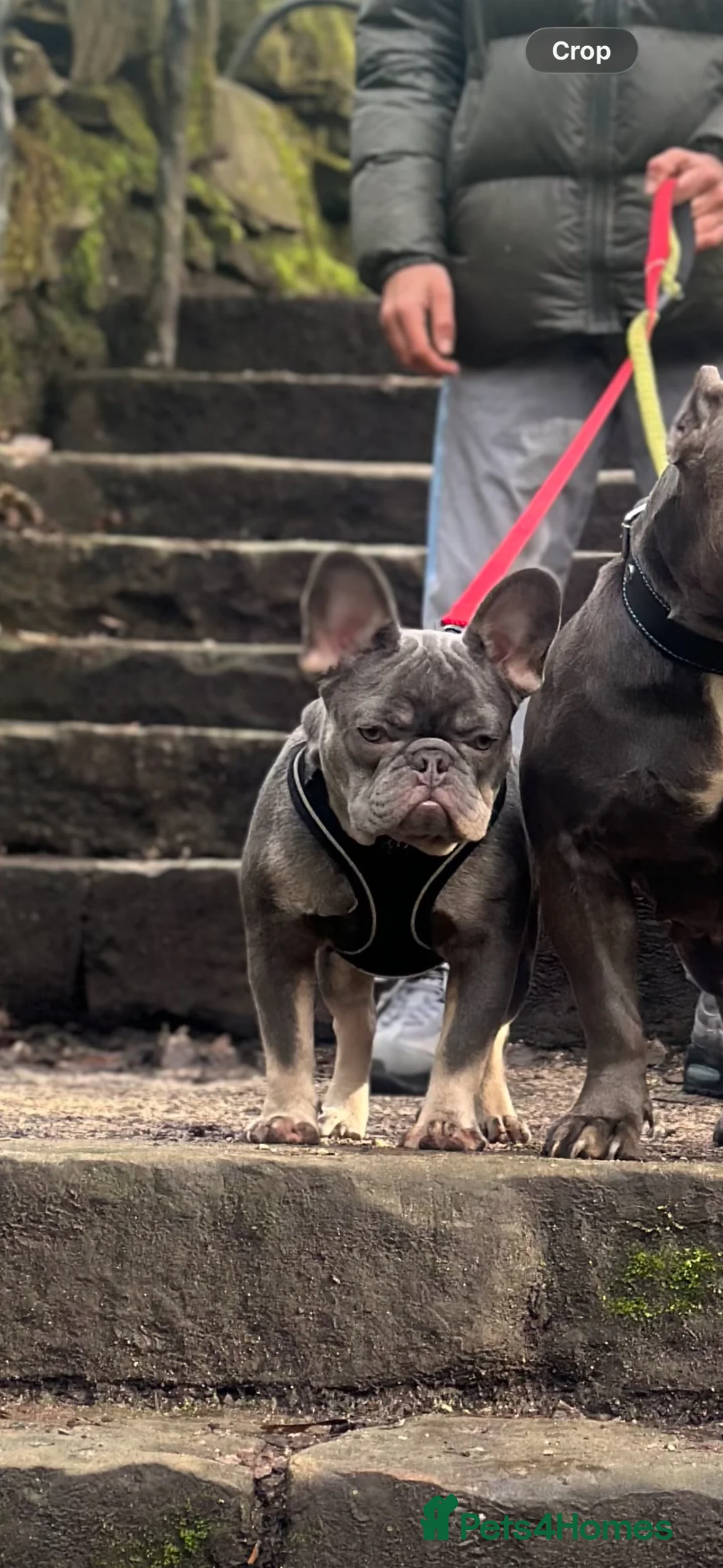 French Bulldog dogs for stud: Lilac and tan French bulldog stud carry Isabella - Advert 6
