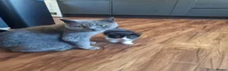 British Shorthair cats for sale: Adorable British Shorthair Cross Kittens - Advert 4