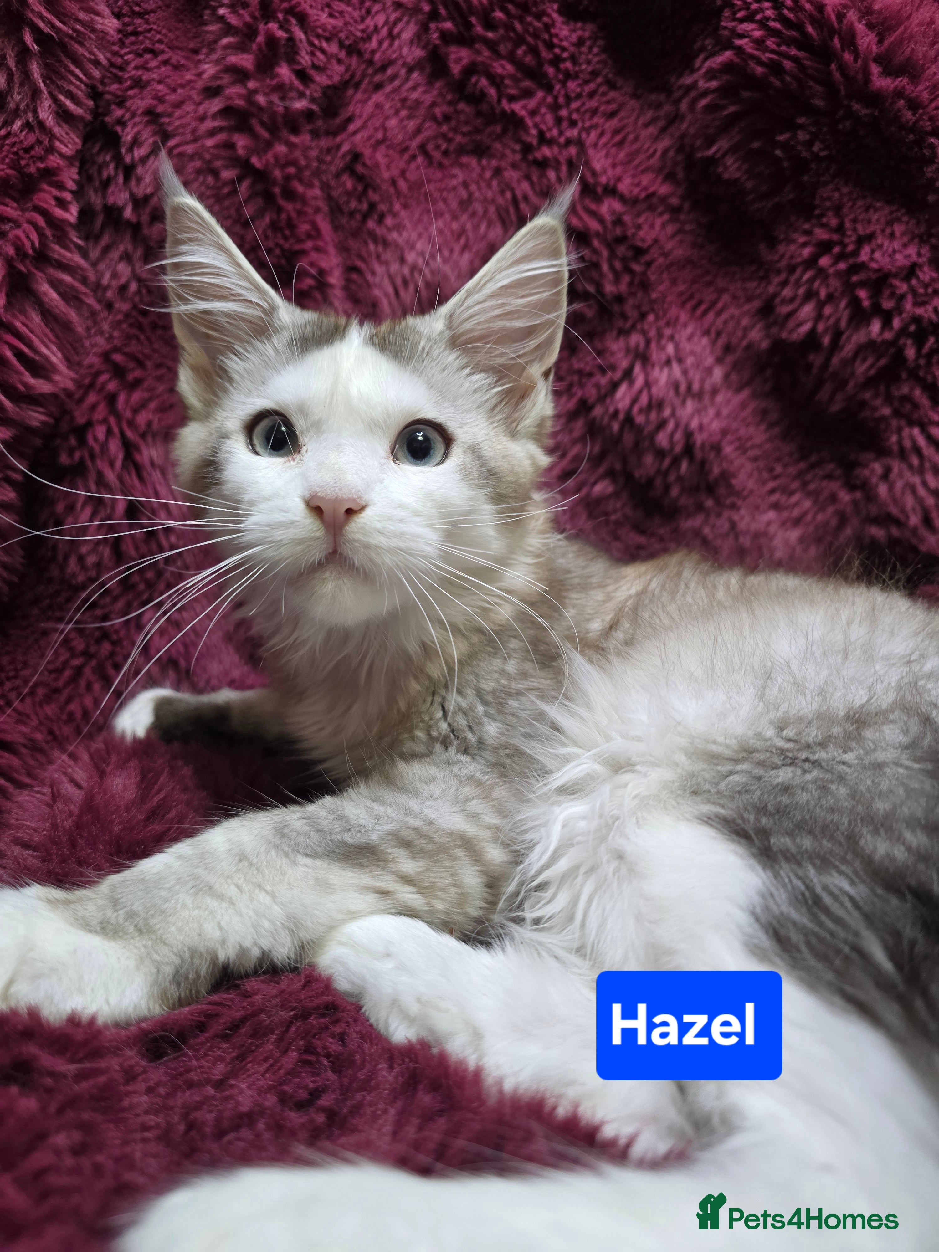 Maine Coon cats Pure Maine Coon kittens / blue eyed  - Advert 15