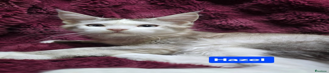Maine Coon Kitten 3