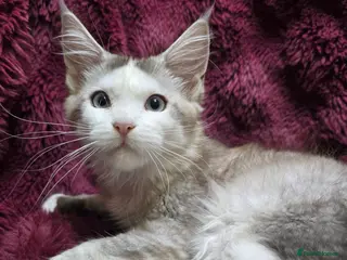 Maine Coon cats Pure Maine Coon kittens / blue eyed - Advert 7